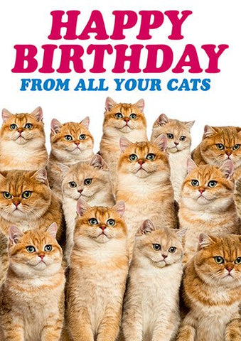 Happy Birthday from all the cats